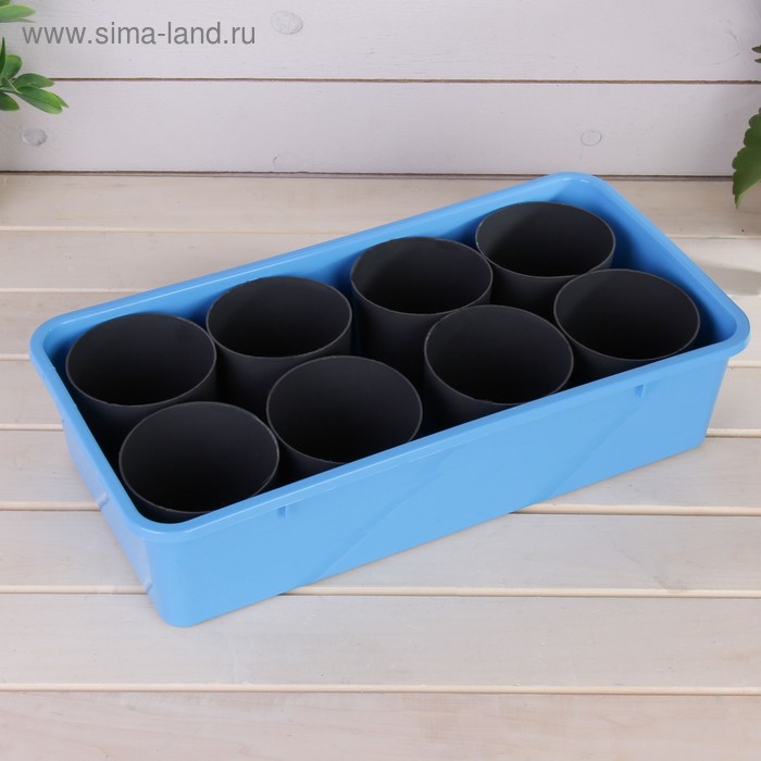 Набор для рассады: стаканы по 400 мл (8 шт.), поддон 40 × 20 см, чёрно-голубой - Фото 1