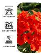 Семена цветов Петуния суперкаскадная «Красная шапочка» F1, 10 шт. - Фото 3