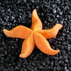 Морская звезда "Астерина мини", 6 см - Фото 1