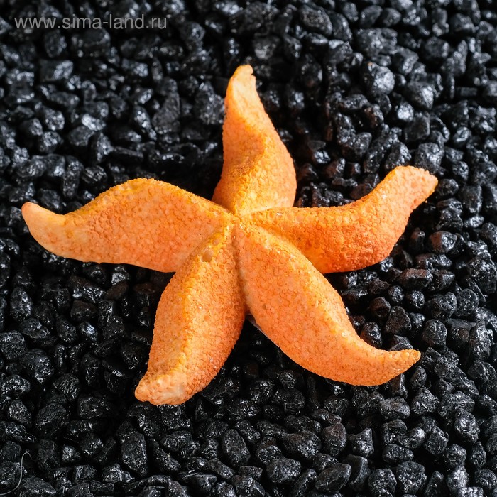 Морская звезда "Астерина мини", 6 см - Фото 1