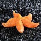 Морская звезда "Астерина мини", 6 см - Фото 2