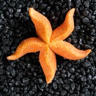 Морская звезда "Астерина мини", 6 см - Фото 3