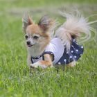 Платье OSSO для собак «Маленькая кокетка», размер 20, микс цветов - Фото 2