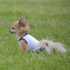 Платье OSSO для собак «Маленькая кокетка», размер 20, микс цветов - Фото 3