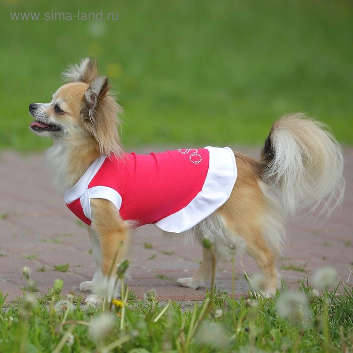 Платье OSSO для собак «Красотка», размер 25, микс цветов - Фото 1