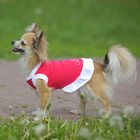 Платье OSSO для собак «Красотка», размер 30, микс цветов - Фото 1