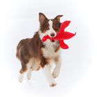 Игрушка для собак OSSO «Рак» с неубиваемой пищалкой, 25 см - Фото 6