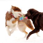 Игрушка для собак OSSO «Кубики» на резинке с пищалками, 20 см, флис - Фото 6