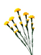 Цветы искусственные «Гвоздика кустовая», h=60 см, жёлтые - Фото 5