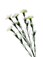 Цветы искусственные «Гвоздика кустовая», h=60 см, белые - Фото 4