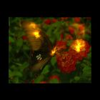 картина свет 25*20 см бабочка на цветке - Фото 2