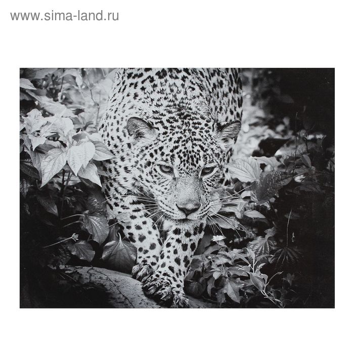 Картина на холсте "Черно-белый леопард" 30*40 см - Фото 1