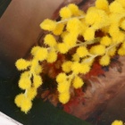 Цветы искусственные «Мимоза», h=65 см, жёлтые - Фото 3