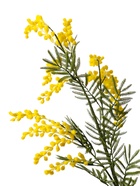 Цветы искусственные «Мимоза», h=65 см, жёлтые - Фото 5