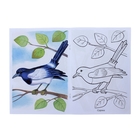 Раскраска "Зимующие птицы", серия Первые уроки - Фото 2