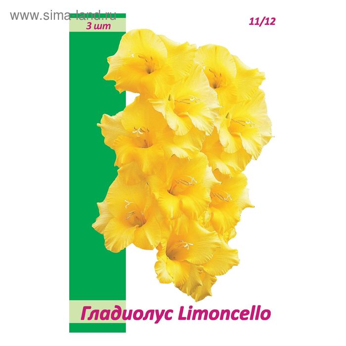 Гладиолус LIMONCELLO (жёлтый), размер 11/12,  3шт - Фото 1