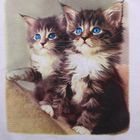 Пижама женская (футболка, бриджи) Два котенка 61 МИКС, принт Коты, р-р 42 - Фото 4
