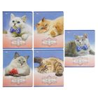 Тетрадь 24 листа клетка "Счастливые кошки", картонная обложка МИКС - Фото 1