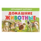Обучающие карточки «Домашние животные» - Фото 1