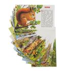 Обучающие карточки «Животные России», 16 карточек - Фото 2
