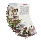 Обучающие карточки «Зимующие птицы России», 16 карточек - Фото 2