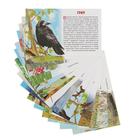 Обучающие карточки «Перелётные птицы России», 16 карточек - Фото 2