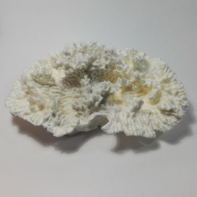 Коралл искусств.Dec-41 (18 см. x 12 см. x 8 см.) Матер.: Пластмасса,  Белый