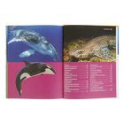 Большая детская энциклопедия. Акулы, киты и дельфины - Фото 6