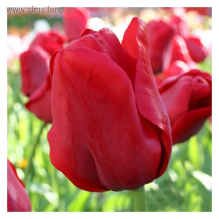 Tulpen Eskeyp katalog sorten. Tulpen Eskeyp - pflanzen, vermehren, behandlung un