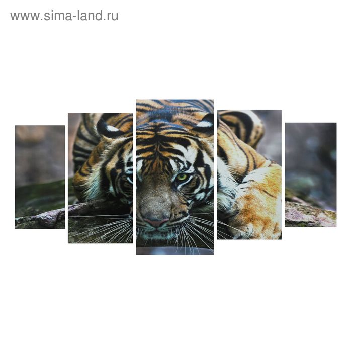 Картина модульная на подрамнике "Крадущийся тигр" 2-40*80; 2-50*100; 1-60*120: 120*250 см - Фото 1