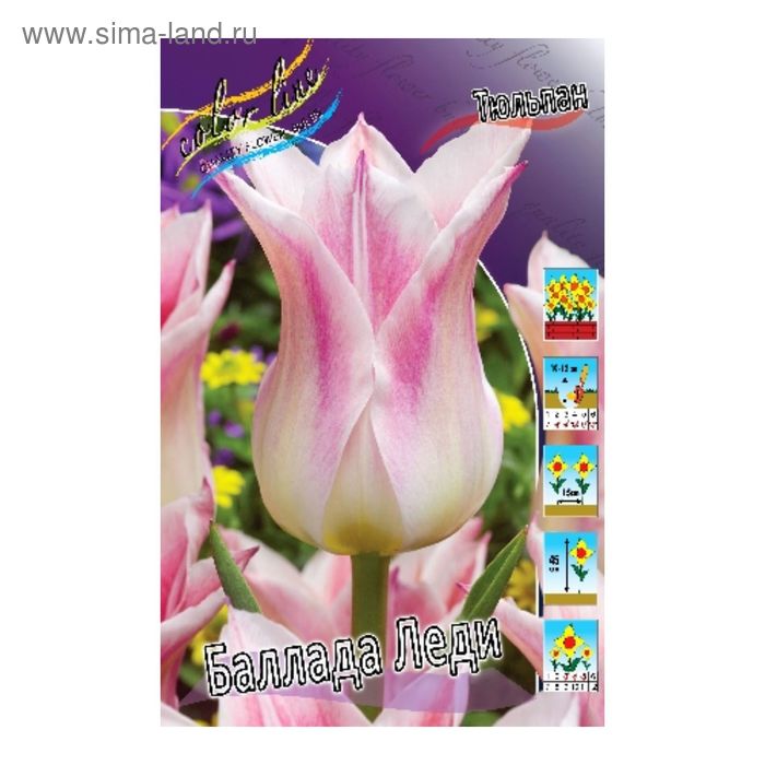 Тюльпан лилиецветный алладин рекорд. Тюльпан dutch dancer лилиецветный фото и описание отзывы. Тюльпан баллада фото и описание. Тюльпан лилиецветный. Тюльпан ballade.