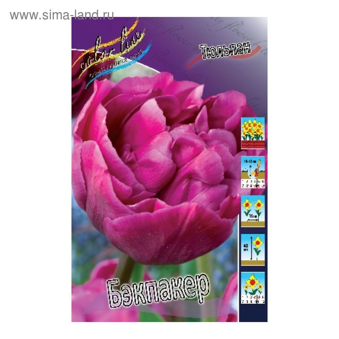 Бэкпакер тюльпан фото Бэкпакер тюльпан фото