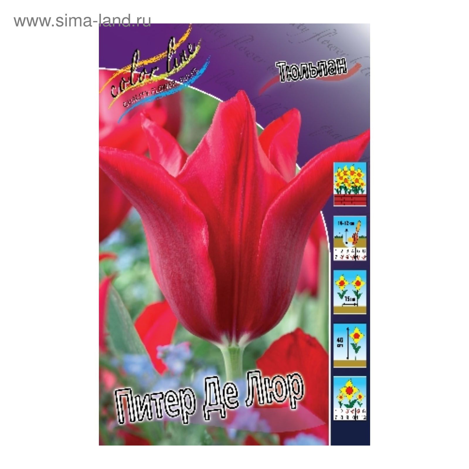 Выставка тюльпанов спб 2025