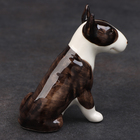 Статуэтка фарфоровая "Бультерьер чёрно-белый", 10 см, авторская роспись - фото 24584601