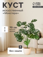 Монстера