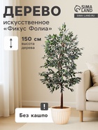 Фикус фолиа