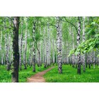 Фотосетка, 300 × 158 см, с фотопечатью, люверсы шаг 1 м, «Тропинка», Greengo - Фото 1