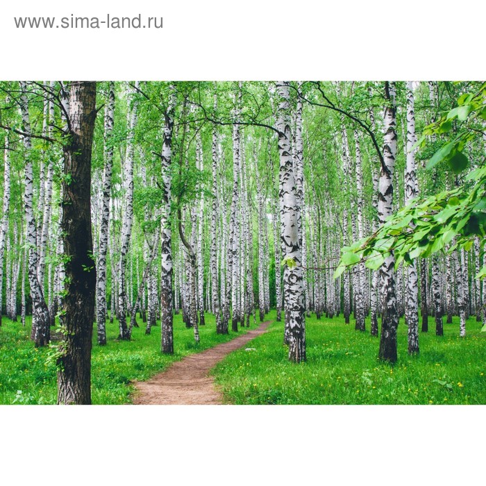 Фотосетка, 300 × 158 см, с фотопечатью, люверсы шаг 1 м, «Тропинка», Greengo - Фото 1