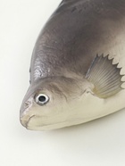 Муляж «Рыба лещ», 10×30 см - фото 60074399