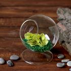 Флорариум «Натурель», сфера, 14×11 см, d=7.7 см - Фото 2