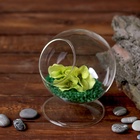 Флорариум «Натурель», сфера, 14×11 см, d=7.7 см  (артикул 2329274)  большой выбор товаров оптом и в розницу по низким ценам с доставкой