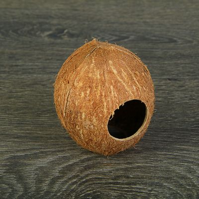 Скорлупа кокосовая целая для рептилий и грызунов, M