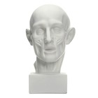 Гипсовая фигура анатомическая: Голова по Гудону, 22 х 22 х 48 см - фото 9845896
