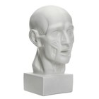 Гипсовая фигура анатомическая: Голова по Гудону, 22 х 22 х 48 см - Фото 2
