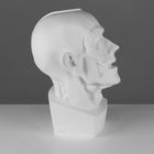 Гипсовая фигура анатомическая: Голова Мюнхенская (анатомическая), 24 х 20 х 33 см - Фото 2