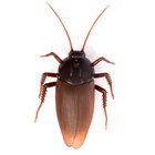 Жук радиоуправляемый «Таракан», работает от батареек, свет - Фото 2