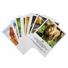 Карточки обучающие «Зоопарк», 16 штук - Фото 2