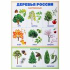 Обучающий плакат "Деревья России" А4 - Фото 1