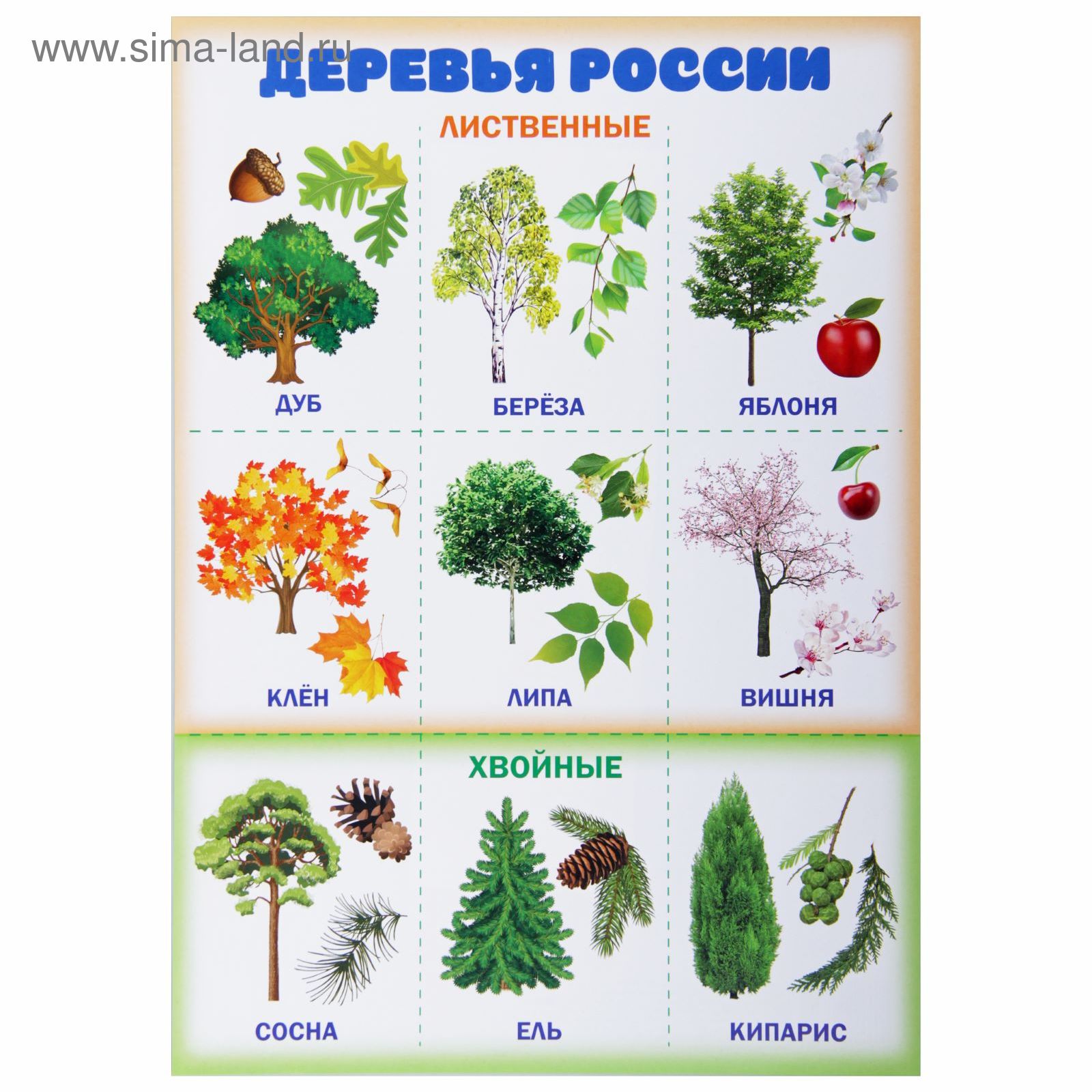 Лиственные кустарники названия HeatProf.ru