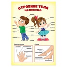 Обучающий плакат "Строение тела человека" А4 - Фото 1